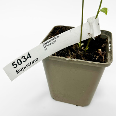 Барвинок большой Вариегата (3)