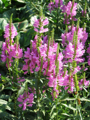 Физостегия Вариегата (3шт) 684