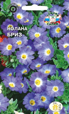 Нолана сомнительная Бриз голубая