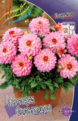 Георгин Геллери Сальвадор (1шт)