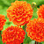 Георгин Оранж Нагет (1шт) 6105