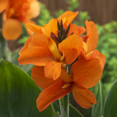 Канна Претория 1шт