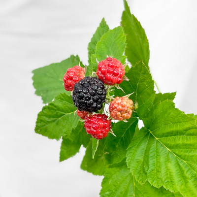 Малина Блэк Джевел (3)