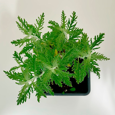 Перовския Блю Спайр Blue Spire (2)