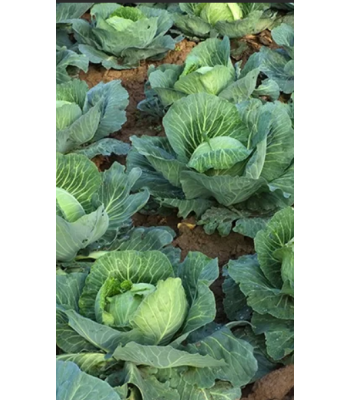 Капуста белокочанная Зарница F1