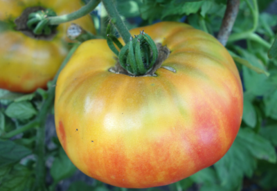 Томат Армянский желтый 5шт