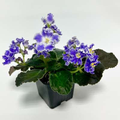 Фиалка саженцы микс