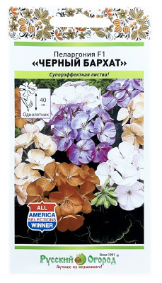 Пеларгония ЧЕРНЫЙ БАРХАТ Русский Огород