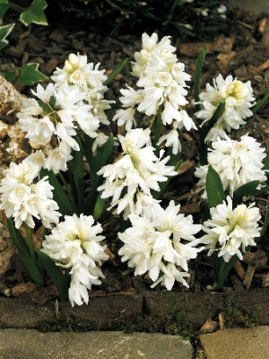 Пушкиния Альба (15шт) 117018