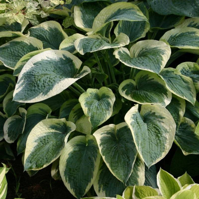 Хоста Нортерн Експожур (1шт)