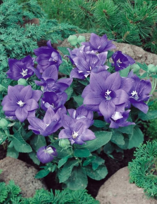 Платикодон Астра Блю (1шт) 6464