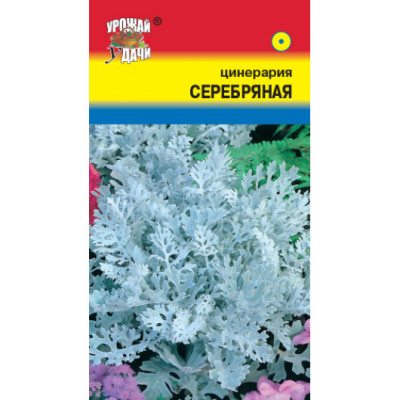 Цинерария Серебряная паутинка