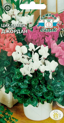 Цикламен Джордан СеДеК