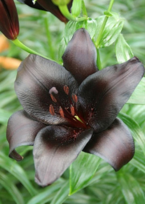 Лилия Найтрайдер (1шт) 2690