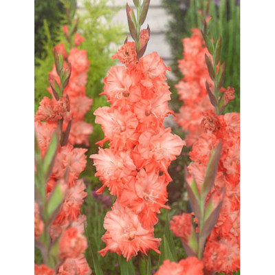 Гладиолус Харьков (1шт) 5678