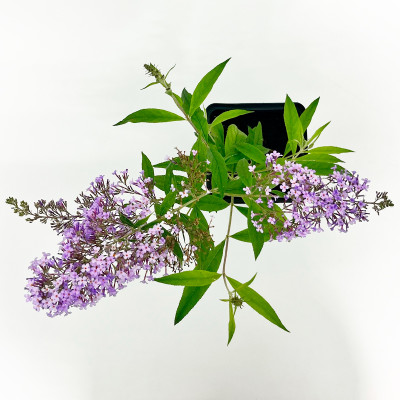 Буддлея Давида Гулливер (2)