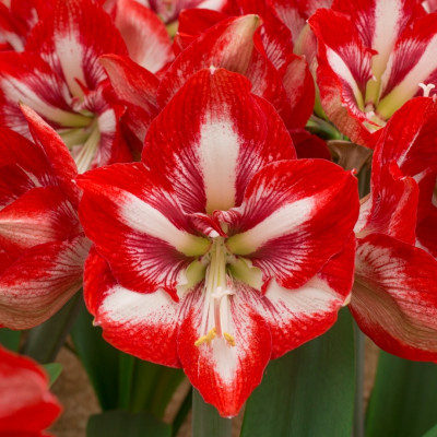 Амариллис Пьеро (1шт) 2399