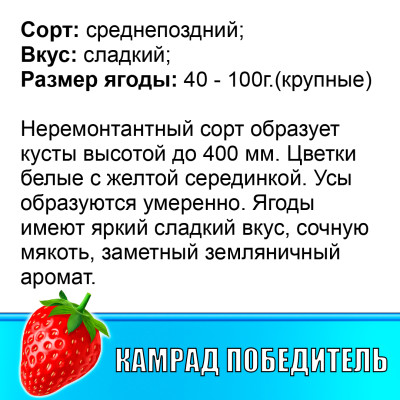 Земляника (Клубника) Камрад победитель в стаканчике