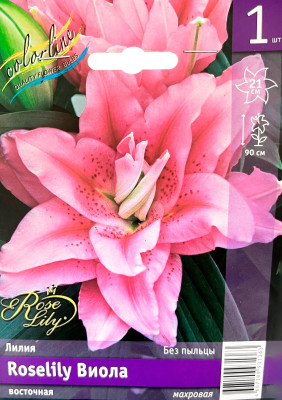 Лилия Виола (1шт)