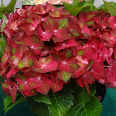 Гортензия крупнолистовая Руби Тьюсдэй 5632