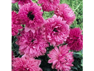 Анемона Адмирал (15шт) 2911