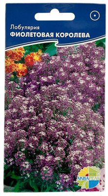 Лобулярия ФИОЛЕТОВАЯ КОРОЛЕВА АКВАРЕЛЬ