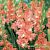 Гладиолус Фриззлд Корал Эйс (1шт) 8344