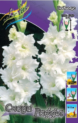 Гладиолус Сноуи Фриззлс Раффл (1шт) 3547