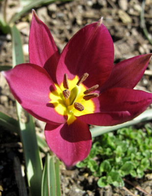 Тюльпан Витрина Ботанический 7160 Пульчелла Виолацци пурпурный 6/7 1шт