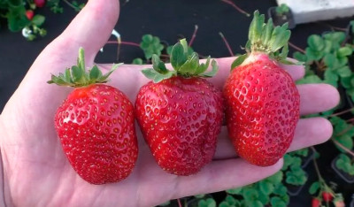 Земляника (Клубника) Крапо в кассете