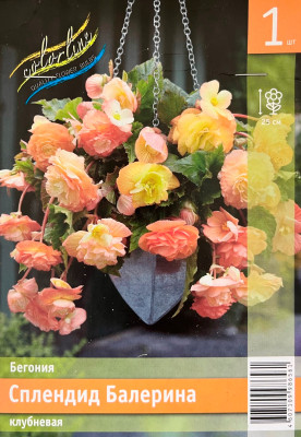 Бегония Сплендид Балерина (1шт)
