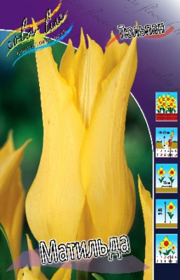 Тюльпан Матильда (лилиецв) (1шт) 11/12