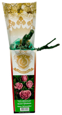 Чайногибридная роза КВИН ЭЛЛИЗАБЕТ QUEEN ELIZABETH (2)