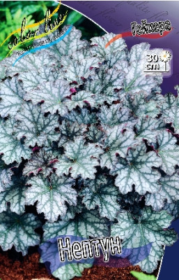 Гейхера Нептун (1шт) 1941