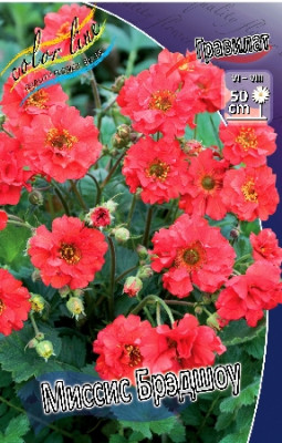 Гравилат Миссис Бродшоу (1шт) 351