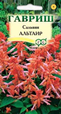 Сальвия Альтаир* карликовая 5 шт Н11