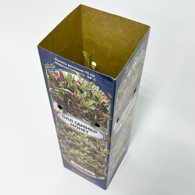 Вейгела Олл Саммер Монет