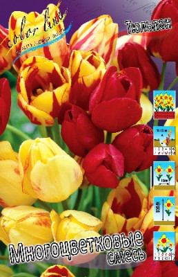 Тюльпан смесь многоцветковых (1шт) 7561