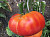 Томат Желто-розовый бабушки Виней 0,03г