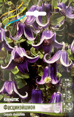Клематис Фасцинэйшн (1шт)