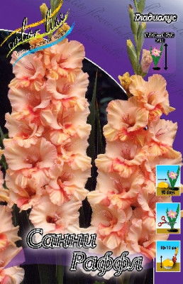 Гладиолус Санни Фриззлс Раффл (1шт) 3023