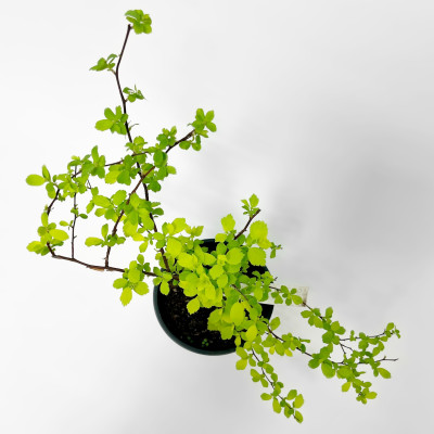 Спирея Вангутта Голд Фонтейн (2)