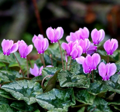 Цикламен Плющелистный 2шт