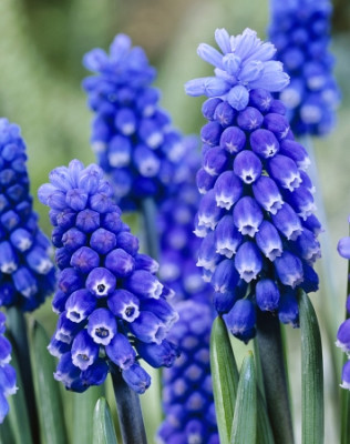 Мускари Мускари Дарк Айз (10шт)