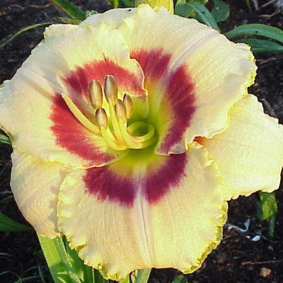 Лилейник Кустар Кэнди (1шт) 5713