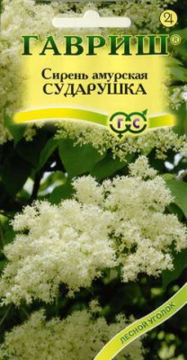 Сирень амурская Сударушка*  0,1 г Сирень амурская Сударушка*  0,1 г