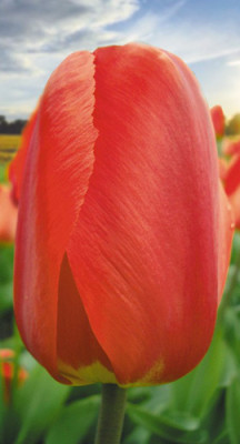 Тюльпан Александр Невский (1шт) 20.3010 (5)