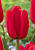 Тюльпан Лефебрс Мемори (1шт)