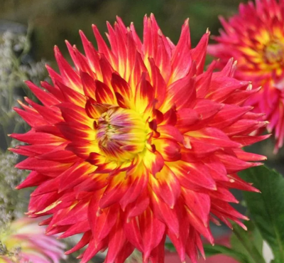 Георгин Марта 1шт