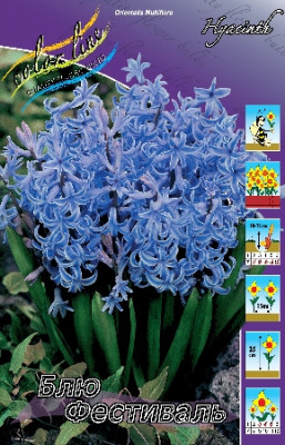 Гиацинт Блю Фестивал (1шт) 1516